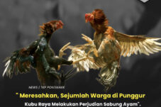 Meresahkan, Sejumlah Warga Di Punggur Kubu Raya judi Sabung Ayam