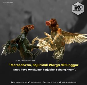 Meresahkan, Sejumlah Warga Di Punggur Kubu Raya judi Sabung Ayam