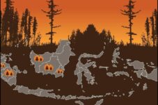 Kemarau Membara: Kebakaran Hutan Kalimantan Barat