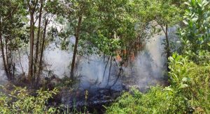 Kahutla Kembali Di Desa Limbung Sungai Raya, Polres Kubu Raya : Terima Laporan Pelaku Karhutla