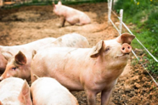 Hadapi Nataru, 6 Ton Babi masuk ke Sanggau