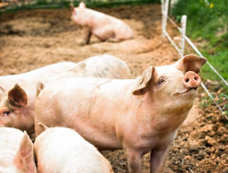 Hadapi Nataru, 6 Ton Babi masuk ke Sanggau
