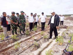 Mentan RI Didampingi Pangdam XII/Tpr Tinjau Lokasi Food Estate di Kalteng