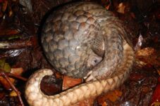 JPU Tuntut Ringan Terdakwa Perdagangan 337,8 Kg Sisik Trenggiling Di Sintang