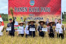 Karolin Sebut Panen Raya Padi Desa Semenok, Bukti Kab Landak Lumbung Padi Kalbar