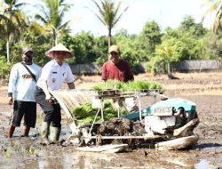 Pontianak Targetkan Produksi 800 ton Padi per Tahun