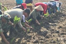 Petani Batu Layang Gelar Tanam Padi Bersama Wali Kota Pontianak