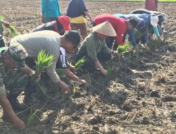 Petani Batu Layang Gelar Tanam Padi Bersama Wali Kota Pontianak