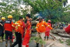 Cuaca Buruk di Kubu Raya, Pohon Tumbang dan Puluhan Rumah Rusak