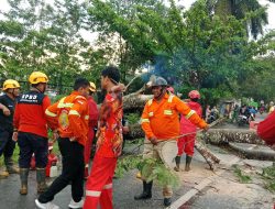 Cuaca Buruk di Kubu Raya, Pohon Tumbang dan Puluhan Rumah Rusak
