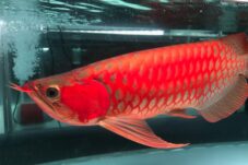 Kontes Ikan Arwana Kembali Digelar