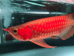 Kontes Ikan Arwana Kembali Digelar