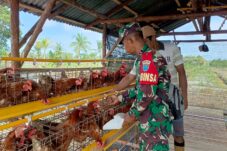 Harapan Komandan Kodim 1201/Mempawah dengan Adanya Budidaya Ayam Petelur Babinsa dan Warga