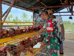 Harapan Komandan Kodim 1201/Mempawah dengan Adanya Budidaya Ayam Petelur Babinsa dan Warga