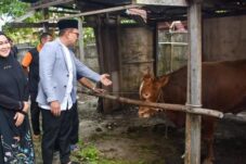 Bupati Sujiwo Serahkan Kurban Untuk Masyarakat dan Pegawai Honorer Kubu Raya