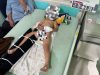 Anak Usia 2 Tahun Kritis Akibat Tabrakan di Sungai Laur Ketapang