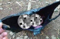 Tragis, Bayi Ditemukan Terbuang Dalam Bungkus Plastik di Desa Pisak Bengkayang