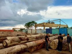 Dua Pimpinan PT.Boma Resources Ditetapkan Sebagai Tersangka dalam Kasus Peredaran Kayu Bulat Ilegal di Kalimantan Barat