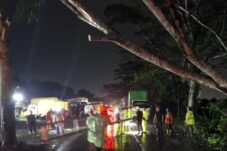 Kubu Raya Dikepung Cuaca Ekstrem, Pohon Tumbang Timbulkan Kemacetan Panjang di Jalan Poros