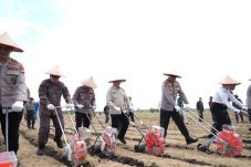 Tanam Jagung Serentak, Ria Norsan Perkuat Ketahanan Pangan Kalbar