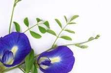 Jarang Diketahui, Ternyata Sederet Bunga Ini Miliki Banyak Khasiat dan Dapat Dikonsumsi