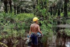 Temuan Pelanggaran HAM di Perkebunan Sawit Kalbar, Regulasi Kesejahteraan Buruh Diharapkan