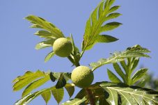 Dianggap Remeh, Nyatanya Daun Sukun Ini Miliki Banyak Manfaat