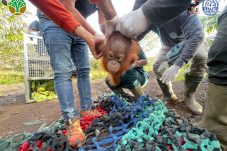 BKSDA Kalbar dan YIARI Selamatkan Bayi Orangutan di Kebun Sawit Ketapang