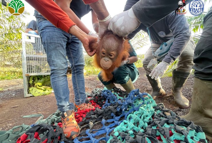BKSDA Kalbar dan YIARI Selamatkan Bayi Orangutan di Kebun Sawit Ketapang