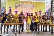 Temukan Varietas Unggul Baru, Pemkab Sanggau Gelar Kontes Durian