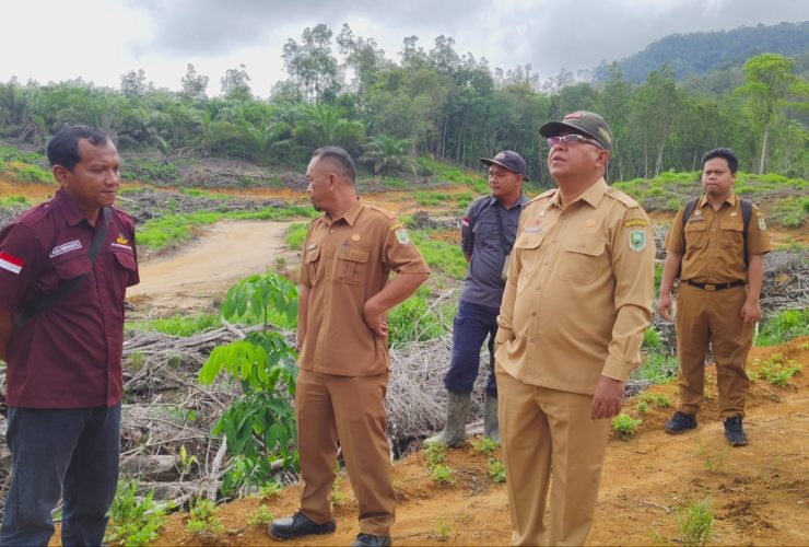 Tinjau Realisasi Penanaman Kembali oleh PT. CUT, Sekda Aswin: Sudah 100 Persen