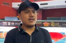 Kontes Arwana Internasional di Kalbar Dongkrak Ekonomi Sektor Ikan Hias