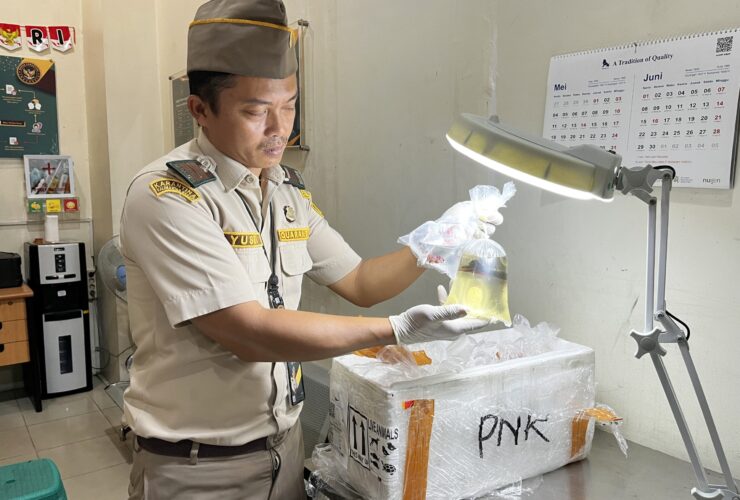 Karantina Kalbar Amankan Ratusan Ikan Hias Cupang Tanpa Dokumen