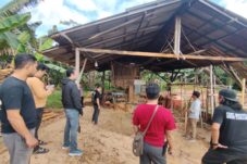 Pengolahan Kayu Jadi Sorotan, Polisi Selidiki Legalitas Sawmill di Pancaroba