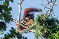 Terancam Karhutla Ketapang, Individu Orangutan Dievakuasi
