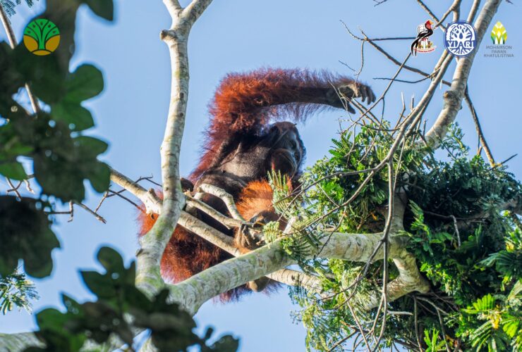 Terancam Karhutla Ketapang, Individu Orangutan Dievakuasi