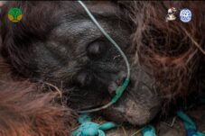 Tercekik Asap Karhutla, Orangutan Sampurna Akhirnya Hembuskan Napas Terakhir