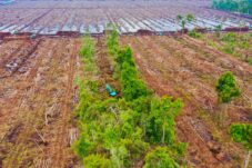 Pemerintah Akan Bentuk Badan Pengelola Gambut dan Mangrove, Walhi Kalbar: Jangan Hanya Lips Service