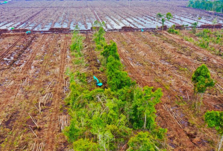 Pemerintah Akan Bentuk Badan Pengelola Gambut dan Mangrove, Walhi Kalbar: Jangan Hanya Lips Service