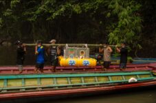 Usai Dirawat Intensif Akhirnya Delapan Orangutan Dilepasliarkan