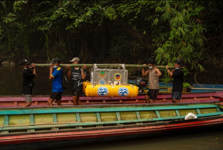 Usai Dirawat Intensif Akhirnya Delapan Orangutan Dilepasliarkan